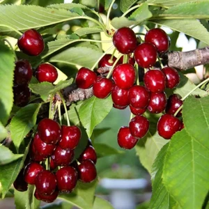 Bing Cherry Tree 5 Gallon Prunus avium 'Bing' - Picture 1 of 2