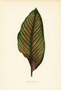 1861 EJ Lowe Esq, bellissime piante a foglie - #20 - Foto 1 di 4