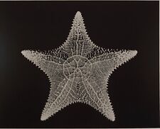 Collectible Charles Fendrock Photograph "Starfish" - Large Format B&W Photograph