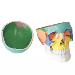 Menschliches 1:1 Größe Schädel farbiges Knochengelenk Simulationsmodell medizinische Anatomie USA - Bild 1 von 7