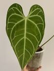 Anthurium Regale - Very Rare Aroid - Velvet Leaf