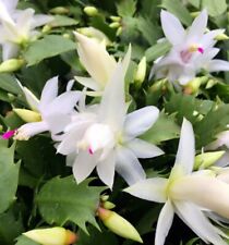 4 unrooted white thanksgiving cactus cuttings