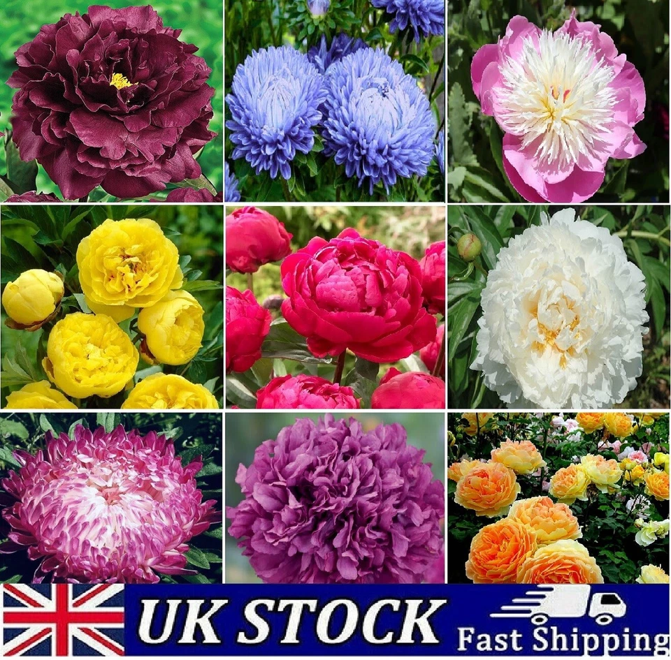 Mixed Color Double Peony Seeds, Garden Flower Plant Seeds - Image 1 of 1