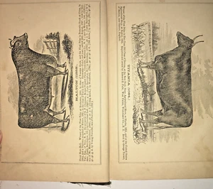 TXN N.Y. STATE AGRICULTURE for 1855 w/ PLATES. CATTLE, INSECTS. "AS IS" no map - Imagen 1 de 24