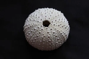 Large off-white Knobbly Sea urchin - Picture 1 of 3