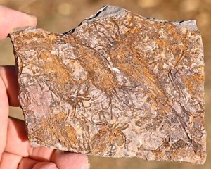 Fossil Eocrinoid, Ascocystites, from Morocco #2 - Picture 1 of 4