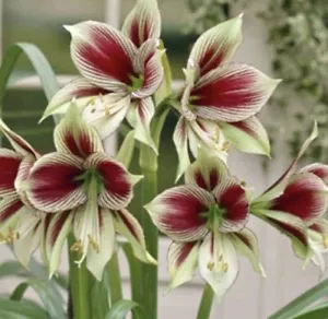 Hippeastrum Bulbs Very Rare And Unique : $400 For 25 Mature Bulbs Free Postage - Picture 1 of 14