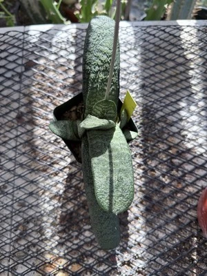 Gasteria Batesiana Coleccionable Africana Suculenta Agrupación! Foto 1 de 4
