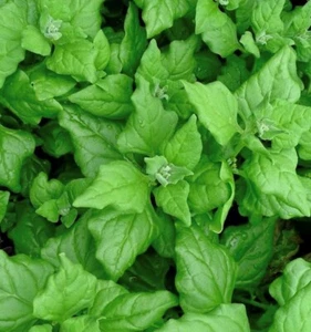 New Zealand Spinach Seeds | Heirloom | Organic - Picture 1 of 1