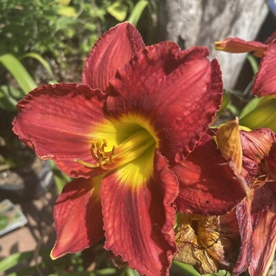 Daylily Passion For Red Hybrid(1) Plant~7.5" Blooms~ Reblooming Perennial - Image 1 of 2