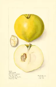 Sapote bianca - 1910 - Poster illustrazione frutta - Foto 1 di 1