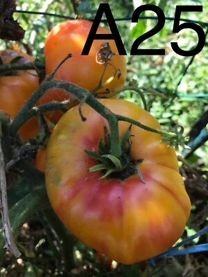 graine/seed tomate taille grosse variété "ARMENIAN" (frais port unique) - Image 1 of 4