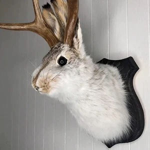 Jackalope Bunny Head Antlers Wall Hanging Decor Animal Wall Mount for Home Decor - Picture 1 of 8