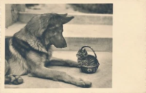 Motiv - Karte von einem Schäferhund mit Katze Ansichtskarte (10367) - Imagen 1 de 2