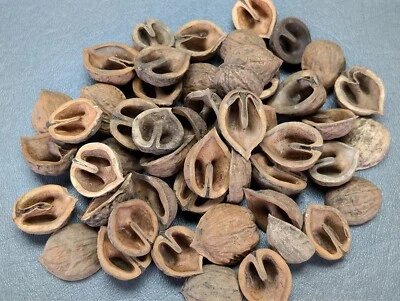 Lote de 50 mitades con cáscara de nogal negro Foto 1 de 2