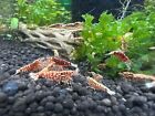 5 +1 Red Galaxy Fishbone - Freshwater Caridina Aquarium Shrimp
