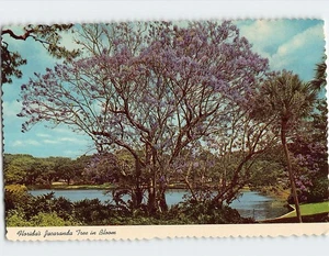 Postcard Florida's Jacaranda tree In Full Bloom - Picture 1 of 2