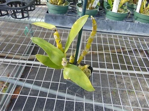 Dendrobium Nobile My Sweet Wink Near bloom size 2" pot NICE PLANT - Picture 1 of 1