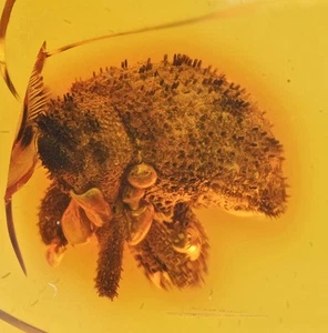 Súper Detalle - Inusual Coleóptero, inclusión de insectos fósiles en ámbar dominicano - Imagen 1 de 3
