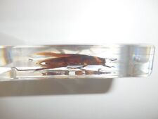 Spécimen de cafard américain en bloc de résine transparent outil pédagogique BK2
