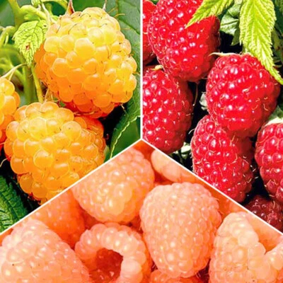 mix of BEST  Raspberries GIANT, RED, YELLOW varieties- 10 plants for 2025 season - Image 1 of 4