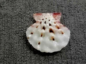 Mirapecten moluccensis 24 mm F+++/gem Albino white Collection" - Picture 1 of 7