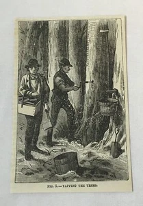 Grabado de revista 1877 ~ TAPPING THE TREE para jarabe de arce - Imagen 1 de 1