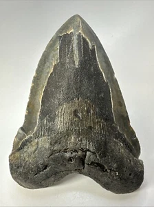 Megalodon Shark Tooth 6.19 inch - Massive - Authentic Fossil - Natural 18966 - Picture 1 of 8