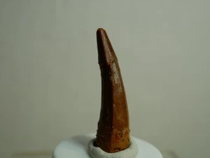 Pterosaurier Zahn, original fossiler FlugsaurierZahn, Dinosaurier/Dinosaur tooth - Bild 1 von 5