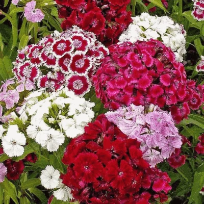 Dianthus Barbatus Carnation Sweet William Seeds-Mix(Pack of 100+Seeds)Zones:3-10 - Image 1 of 4