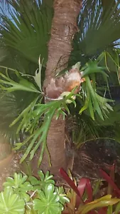 Staghorn Fern Platycerium bifurcatum hybrid Live Airplant - Established PLANT - Picture 1 of 6