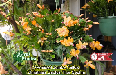 Oversized Jumbo Yellow Thanksgiving Cactus Thor Sophia - in Full Buds - Image 1 of 4