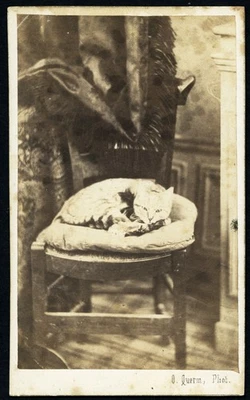 dulce gato ID MINETTE, animal, por O. Querm, CDV antiguo, años 1860 Foto 1 de 4