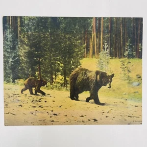 Riesenpostkarte Yosemite Nationalpark Wyoming Mutter Bär und Jungtier 3 Cent Briefmarke - Bild 1 von 11