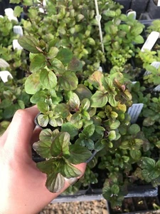 Mentha aquatica var. LIME MINT Live Plant in 2.5 inch pot - Picture 1 of 3