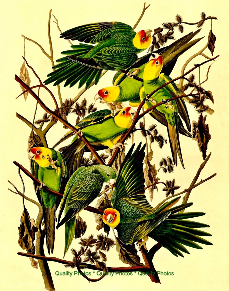Carolina Parakeets 8.5x11" Photo Print James Audubon Pretty Bird Illustration