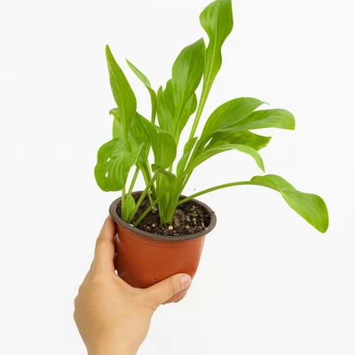 Blue Hosta Perennial Plant – Rare Live Shade Garden Outdoor Easy to Grow - Image 1 of 4