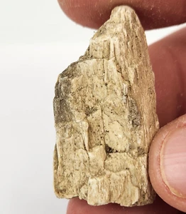 Achatversteinertes Holzstück - Oregon - Miozän (?) - Fossil - Bild 1 von 4