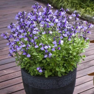 Salvia microphylla 'So Cool Pale Blue' – Sauge bleu ciel-lavande arbustive