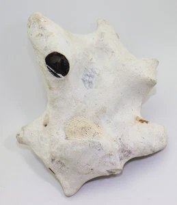 Muschel, Limaria sp., Kreide, Turon, Fecamp, Frankreich -L943 - Picture 1 of 5