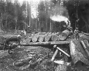 Loading Log Train 1902 Photograph Steam Donkey Logging Railroad Big Lake WA 8x10 - Picture 1 of 2