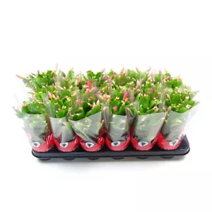 Schlumbergera FLOR SURTIDA colgante 1 planta Suculenta 5 cm pot Cactus NAVIDAD - Picture 1 of 6