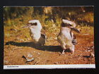 KOOKABURRAS THE LARGEST MEMBERS OF THE KINGFISHER FAMILY POSTCARD