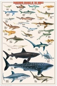 Dangerous Sharks of the World Wall Chart Educational Poster 24x36 - Picture 1 of 1