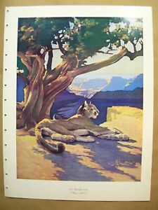 The Mountain Lion - Francis Lee Jaques 1958 Hunting Wildlife Lithographs