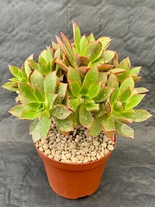 Aeonium Decorum Topf Ø 10,5 - Bild 1 von 1