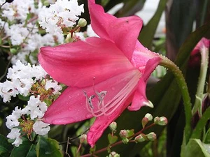 Crinum Lily, Code Red, medium-size bulb - Picture 1 of 4