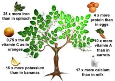 MORINGA OLEIFERA - ALBERO DELLA VITA, 10 SEMI