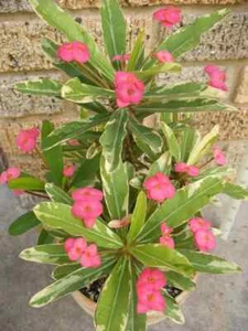 ***PINK VARIEGATED***Crown Of Thorns-Euphorbia Milii*CHRIST PLANT*STARTER PLANT - Picture 1 of 10