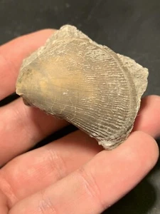 Muschel Jura aus Frankreich Fossilien FMG Sammlung - Bild 1 von 3